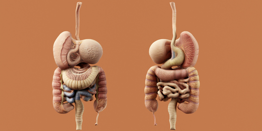 Histamine Intolerance and SIBO: Understanding the Gut Connection