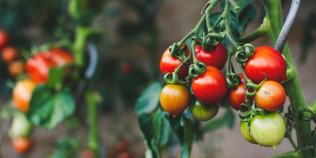 How to Replace Tomatoes with Low Histamine Options